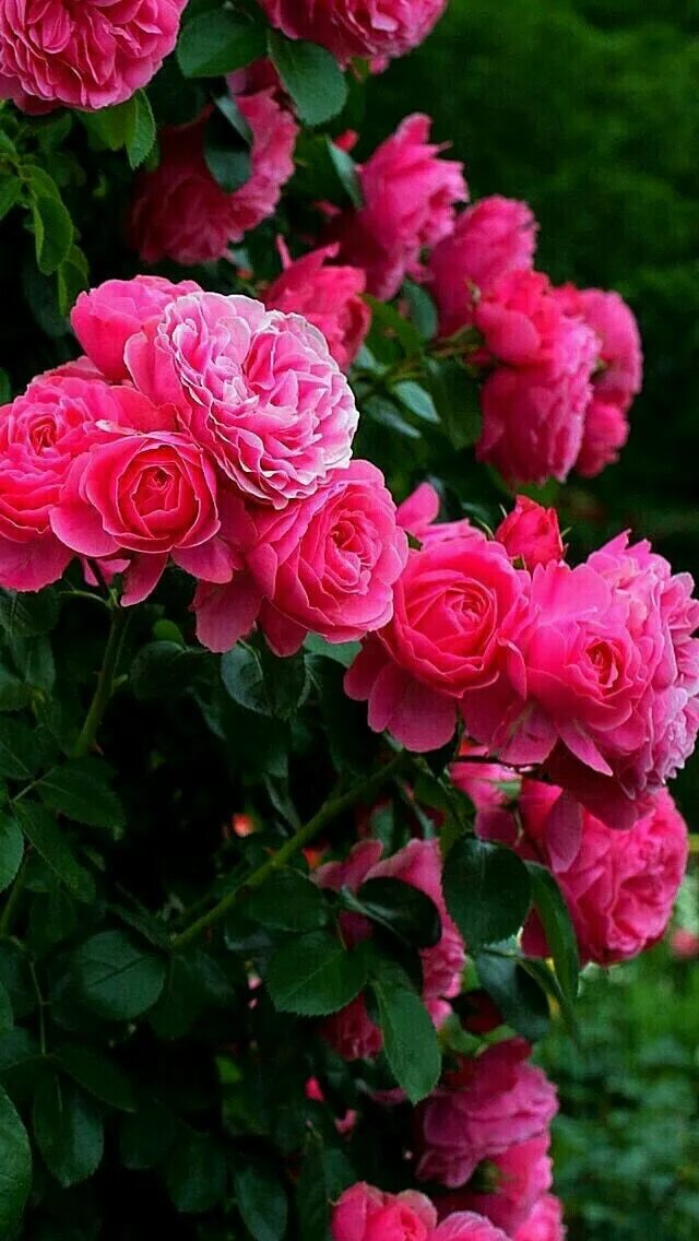 Шикарные розовые розы. The best roses. The best roses. Лучшие розы. Шикарные букеты чайных роз.