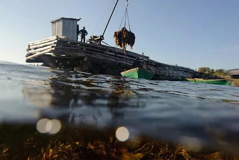 Белое море добыча