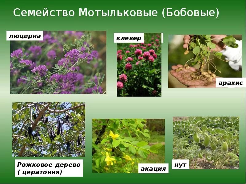 Семейство мотыльковые бобовые формула. Семейство мотыльковые бобы. Семейство мотыльковые бобы. Семейство бобовые. Семейство мотыльковые бобовые листья.