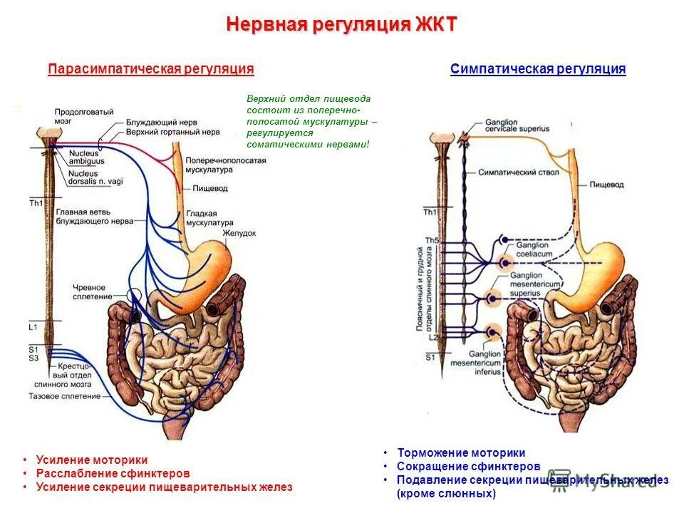 Энтеральная нервная система физиология. Нервной систем желудочно кишечного тракта. Сплетение мейснера и ауэрбаха гистология. Брюшной отдел блуждающего нерва. Нервной систем желудочно кишечного тракта.