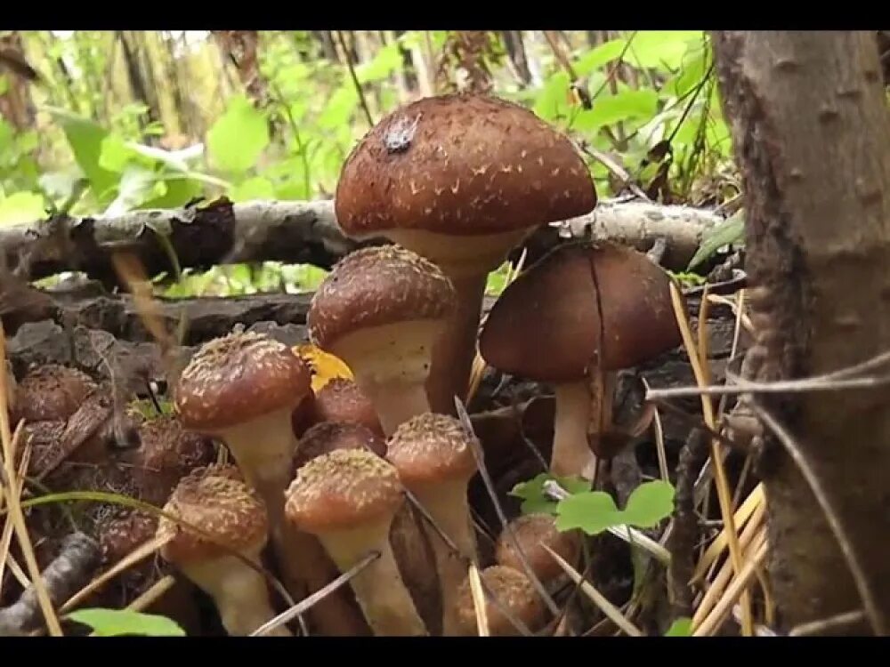 Осенние опята Самарской области. Сбор грибов опята осенние. Тихая охота грибы. Тихая грибная охота.
