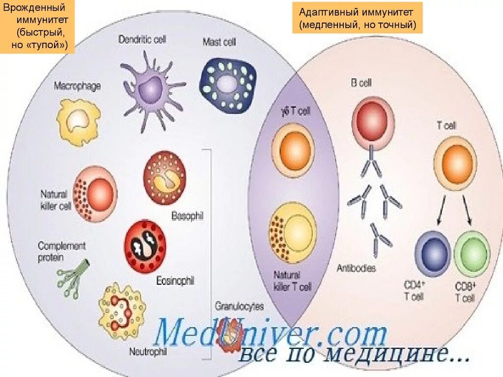 Рост иммунных клеток. Врожденный иммунитет схема. Система врожденного иммунитета. Клетки врожденного и \адаптивного иммунитета иммунология. Клетки врожденного иммунитета иммунология таблица.