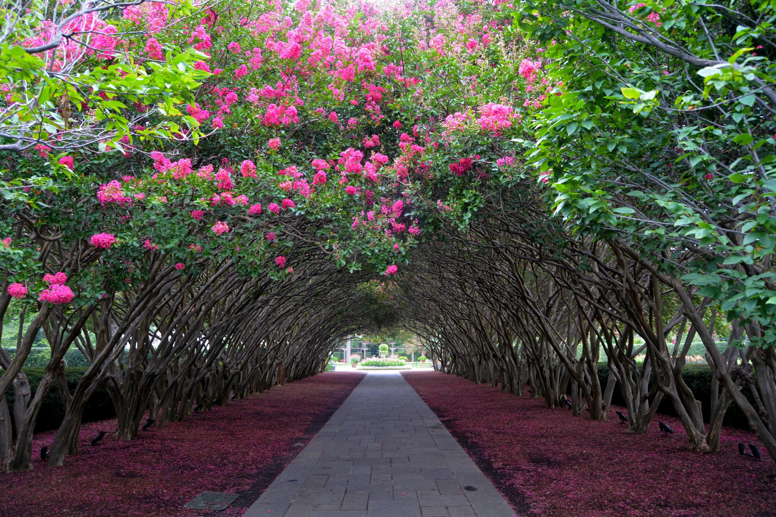 Ботанический сад Чакви. Ботанический сад Мадейры (Португалия). Dallas Arboretum and Botanical Garden.