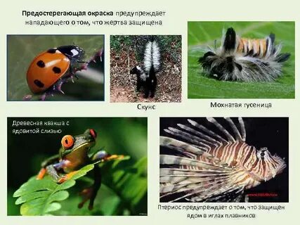 Предостерегающий пример