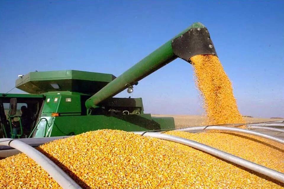 Обмолот кукурузы. Уборка урожая кукурузы. Кукуруза (зерно). Уборка кукурузы на зерно. Урожайность кормовой