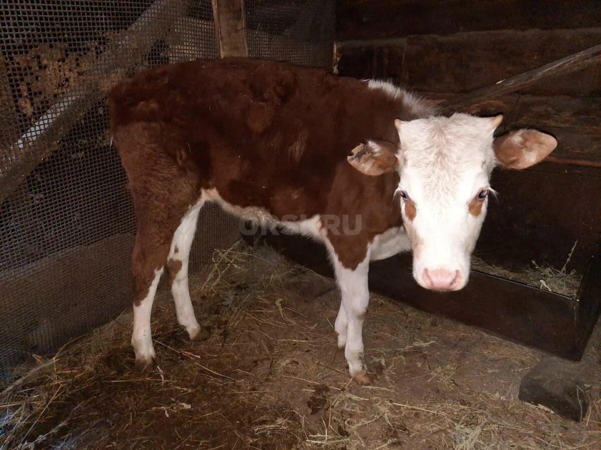 объявления орск животные. сколько стоят в орске собаки. объявления орск животные. животные в орске домино. льготная стерилизация оренбург.