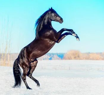 Лошадь встает