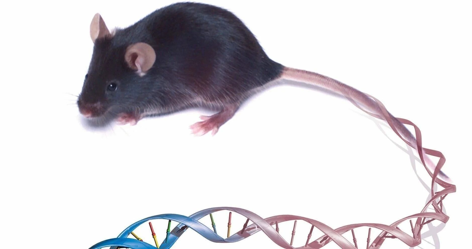Генетика мышей. Лабораторные мыши. Клонирование мышей. Гены мыши.