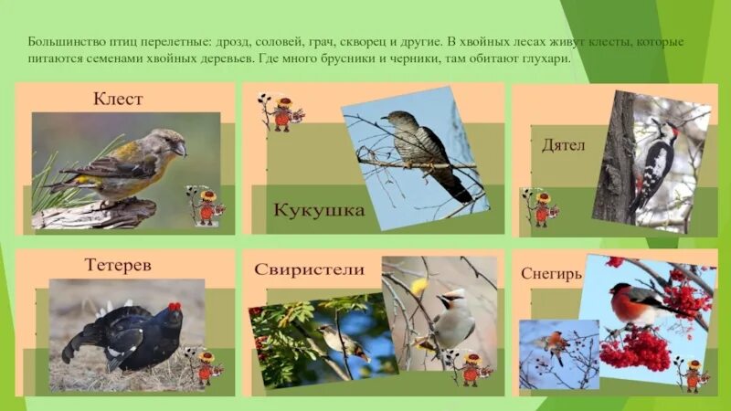 Мир животных птицы 2 класс окружающий мир. Птицы удмуртии презентация. птички которые живут в лесах. лесные птицы проект. птицы обитающие в удмуртии.