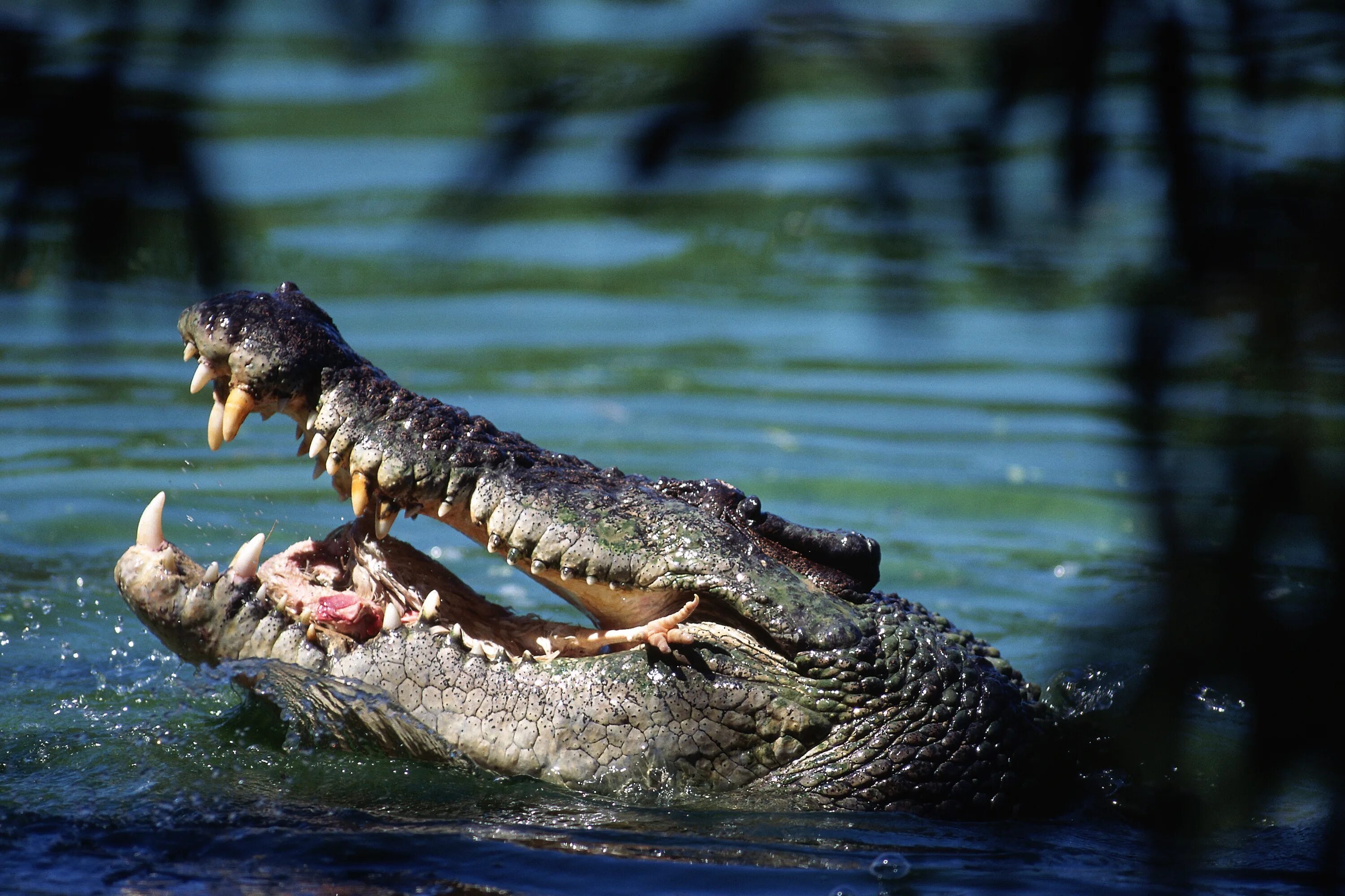 Гребнистый крокодил. Гребнистый крокодил ест. Гребнистый крокодил охота. Гребнистый крокодил и Аллигатор.
