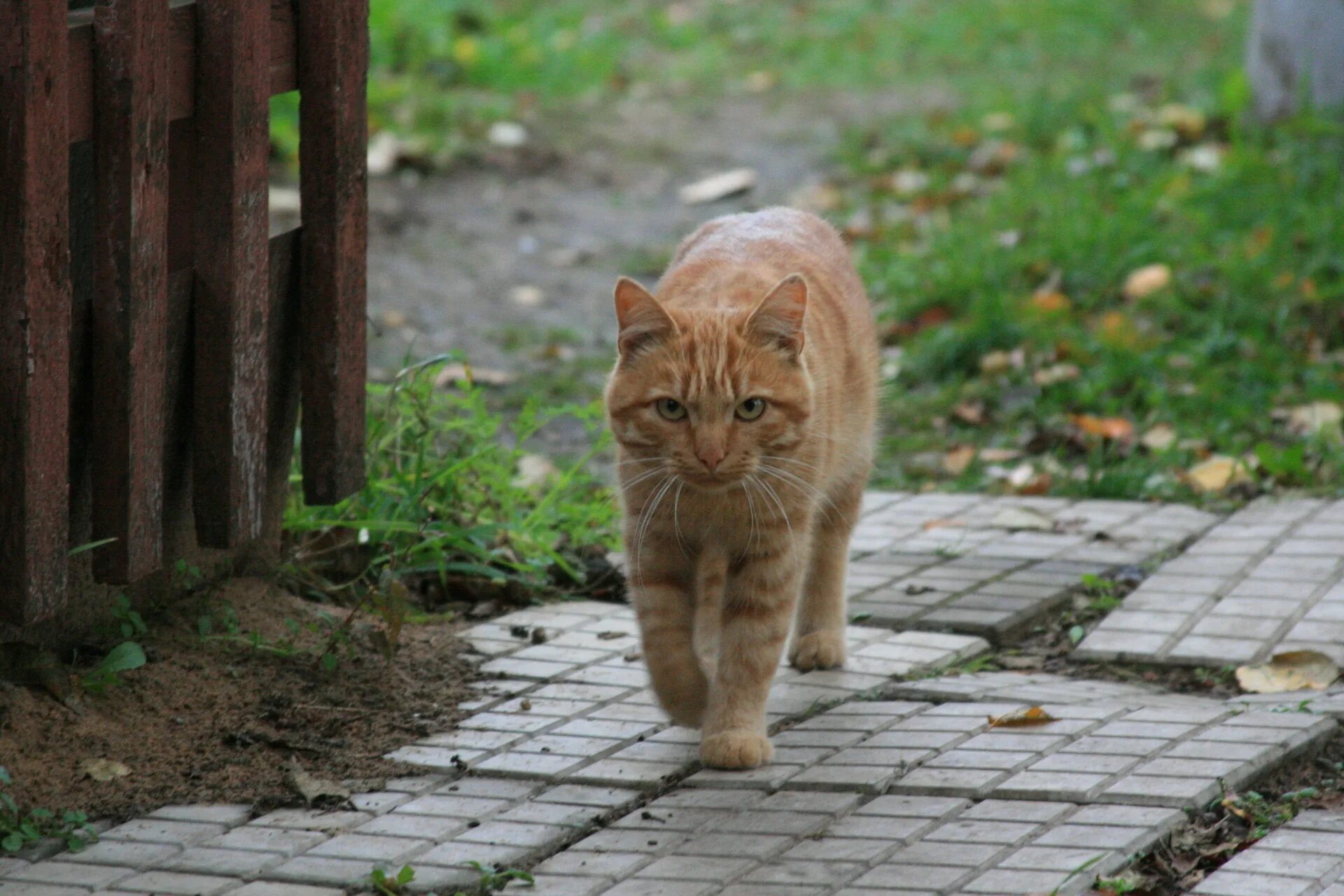 Кошечка гуляет. Рыжий дворовый кот. Дворовые рыжие коты. Рыжий котёнок на улице. Деревенский кот.