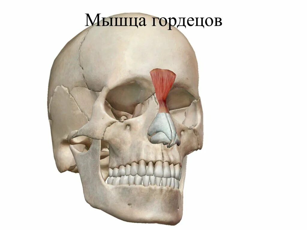 Мышца гордецов. Мышца гордецов, m. procerus. мышца гордецов анатомия. мышца сморщивающая бровь анатомия. мышца опускающая бровь.
