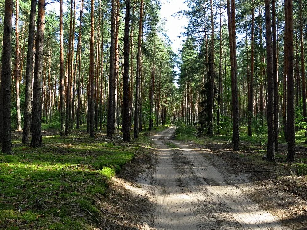 Солотча парк. Национальный парк Мещера Рязанская область. Парк Солотча Рязань. Мещера Солотча природа.