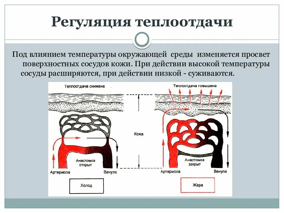 Температура кожных покровов