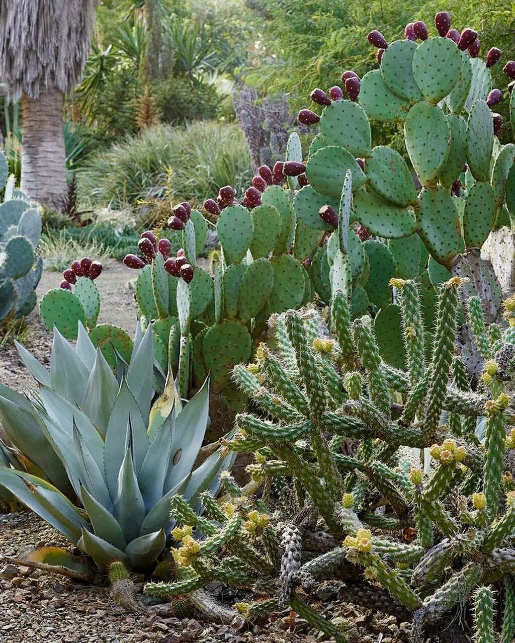Кактус на улице. Ботанический сад суккулентов оранжерея. Кактусы и суккуленты. Кактус на улице. Плоды кактуса сагуаро.