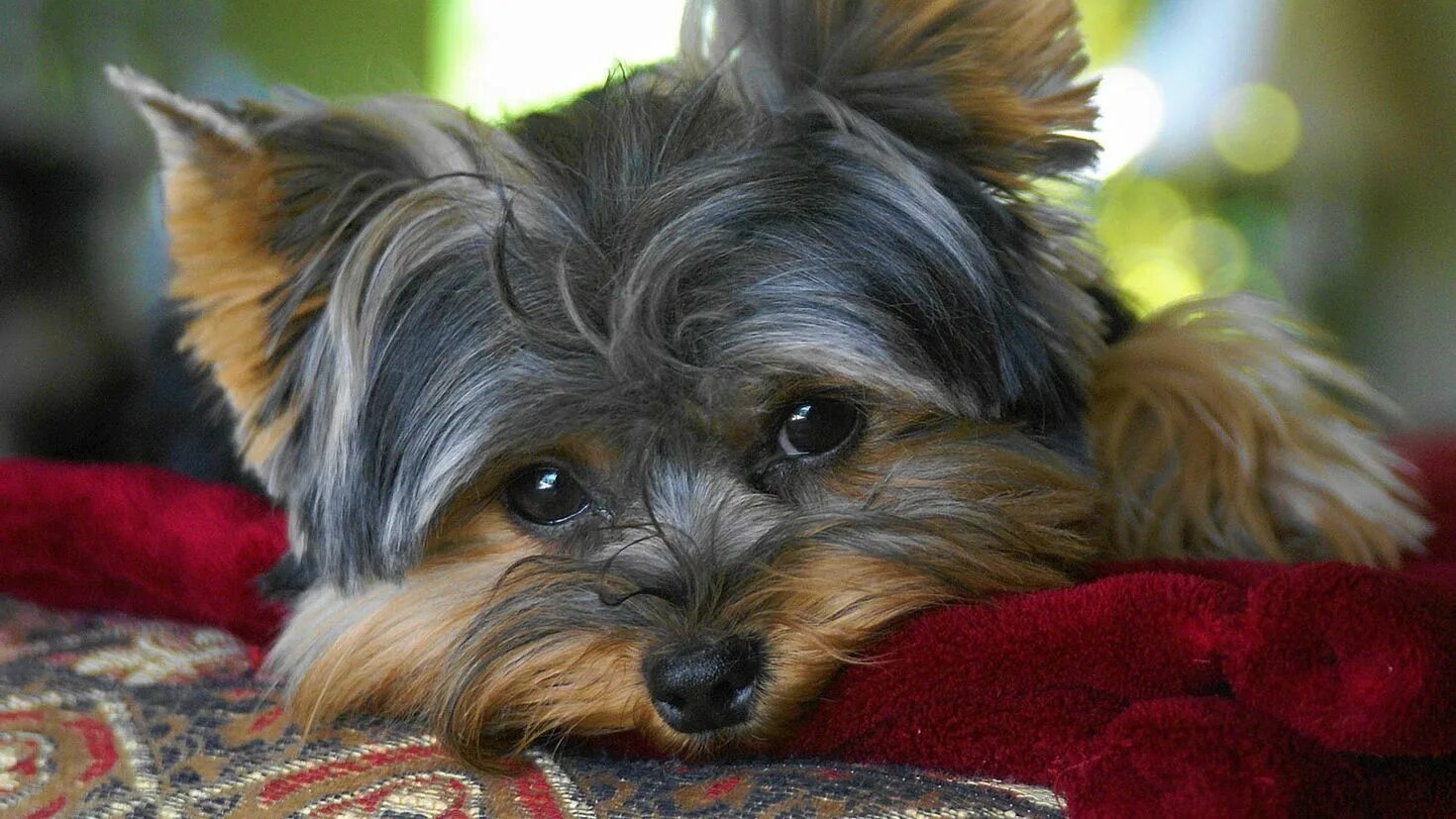 Английский йоркширский терьер. Порода собак йоркширский терьер стандарт. Йоркширский терьер. Йоркширский терьер. Старенький йоркширский терьер.