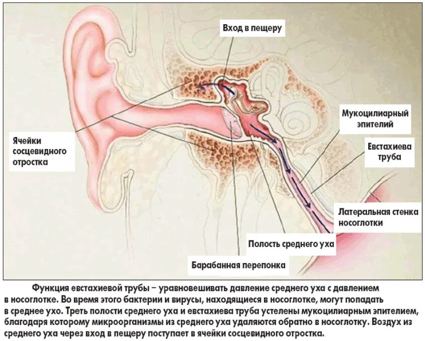 Евстахиева труба внутреннее ухо. Строение уха и евстахиевой трубы. Строение уха человека евстахиева труба. Евстахиева труба соединяет среднее. Евстахиева трубаанатосмия.