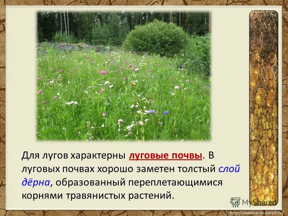 Растительность луговых почв. Луговая почва. луговая почва растительность. луговые болотные почвы. почва луга.