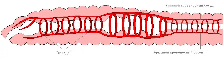 Кольцевые сосуды дождевого червя. Система кровообращения кольчатых червей. Кольчатые черви кровеносная система. Кровеносная система кольчатых червей червей. Кровеносная система кольчатых червей кратко.