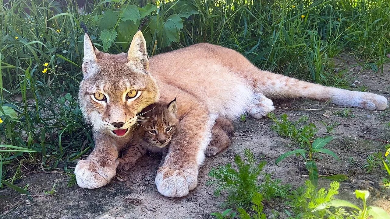 Котята рыси. Пума и Рысь. Котенок Пумы. Гнездовье рыси.