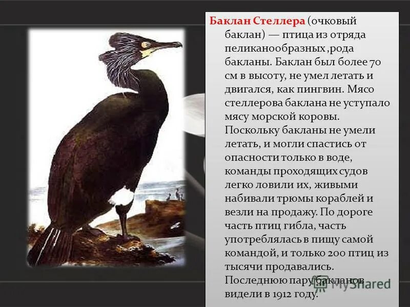 Стеллеров Баклан красная книга. Птица Стеллеров Баклан. Черная книга Стеллеров Баклан. Стеллеров Баклан животное.