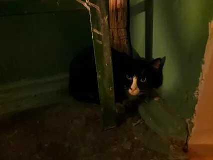 Кошка убежала из дома