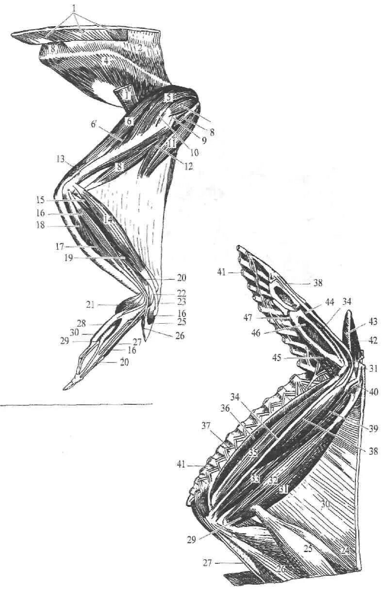 Скелет крыла курицы. Мышцы курицы анатомия. Мускулатура курицы строение. Анатомическое строение крыла курицы. Особенности расположения строения и работы мышц птиц