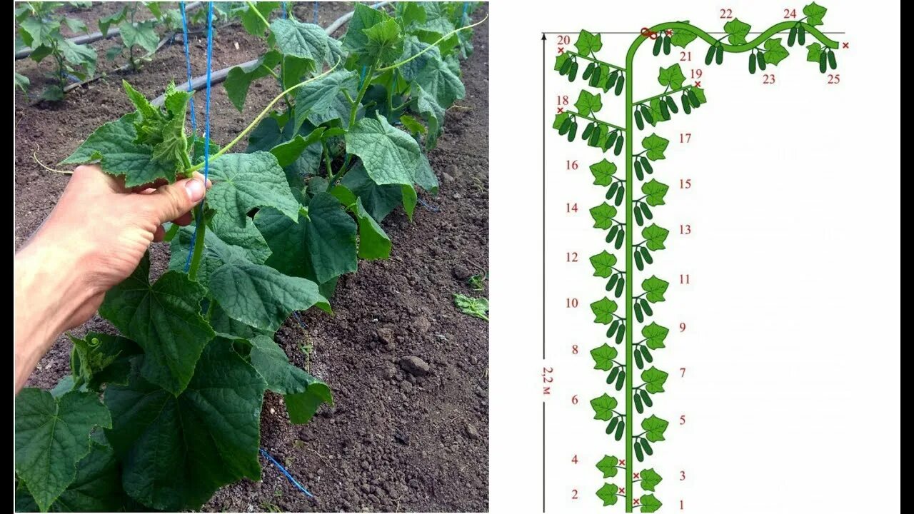 Огурец Кураж формировка. Формировка огурцов в один ствол. Формировка огурцов в теплице в один стебель. Выращивание огурца видео
