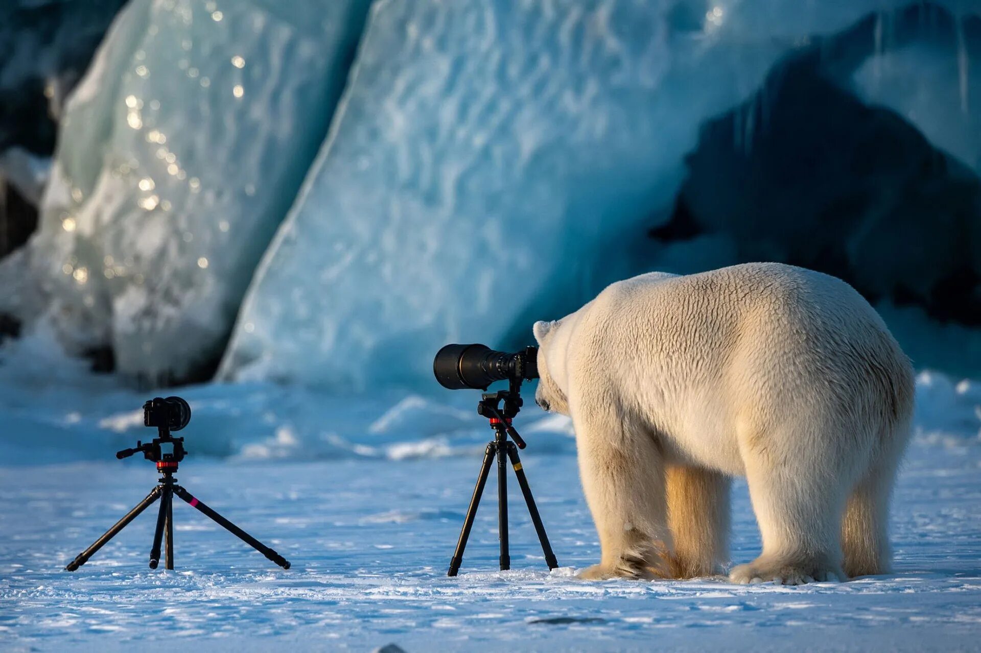 Белый медведь. Белый медведь в природе. Лучшие снимки дикой природы. Animal 2018