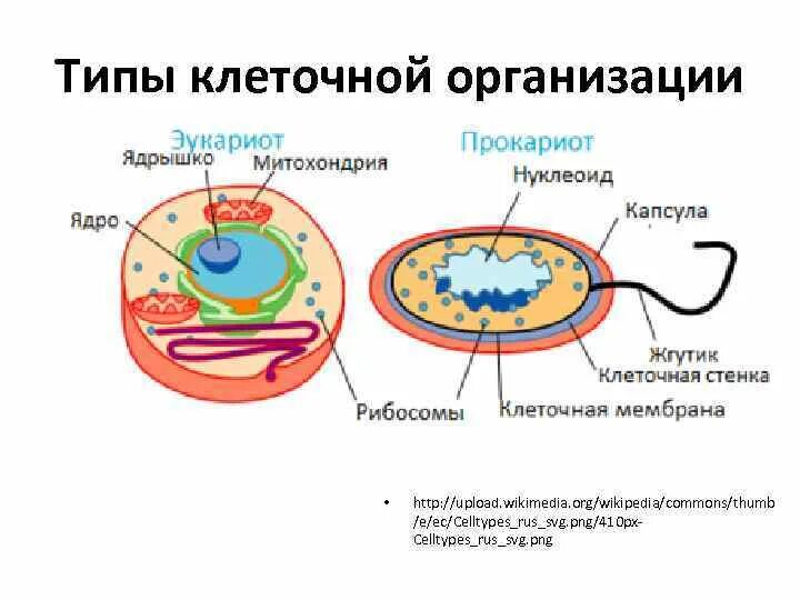 Функциональная организация клетки. Характеристика типов клеточной организации. Типы клеточной организации жизни. Типы клеточной организации: прокариотический и эукариотический. Тыпы клетки.