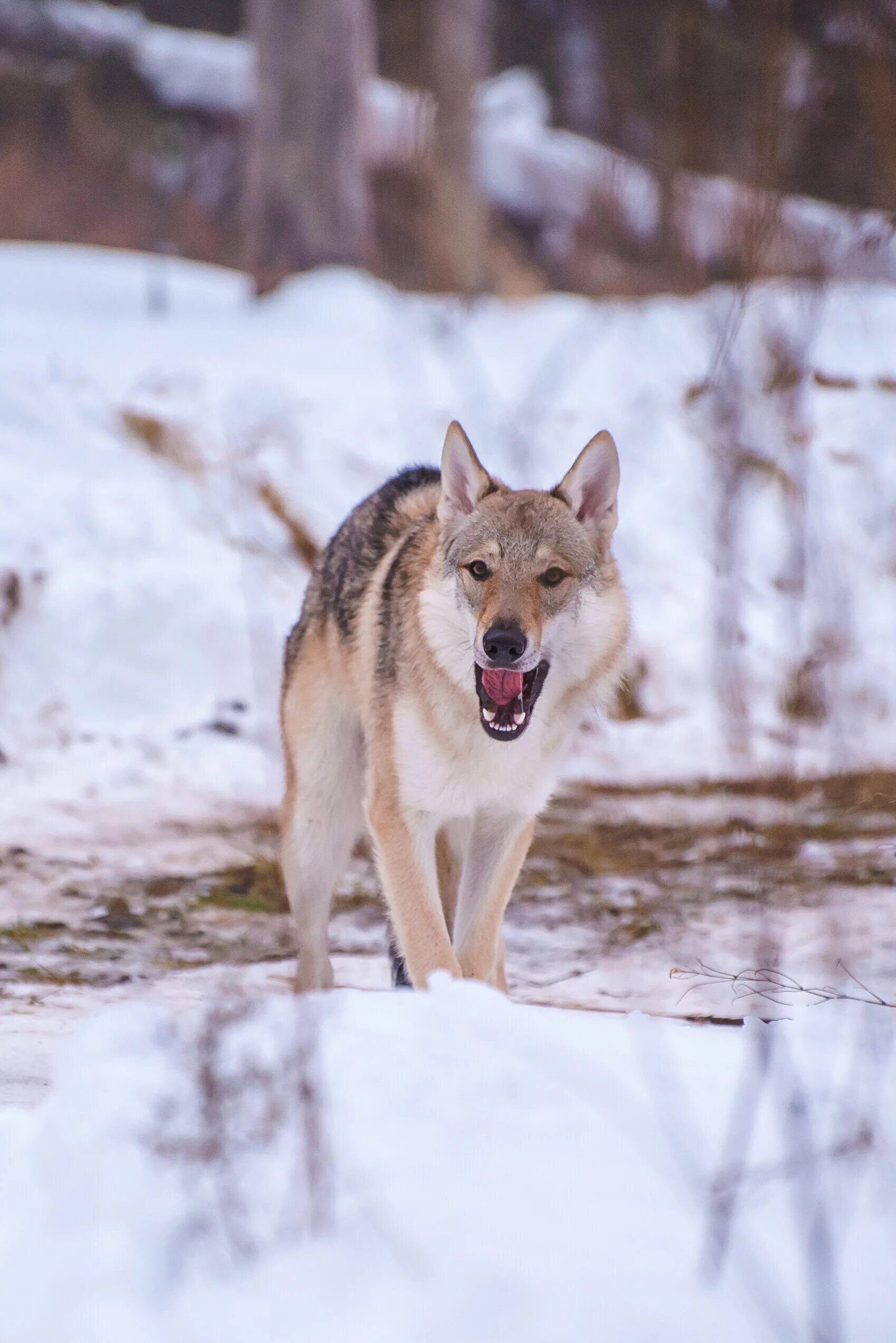 пять минут тишины 2023. северогорск карелия пять минут тишины. пять минут тишины симбирские морозы. симбирские морозы. пять минут тишины симбирские морозы уаз.