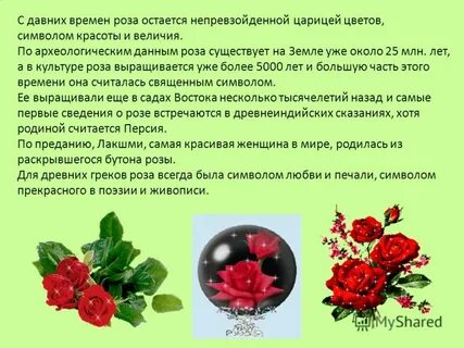 Научный текст про розу