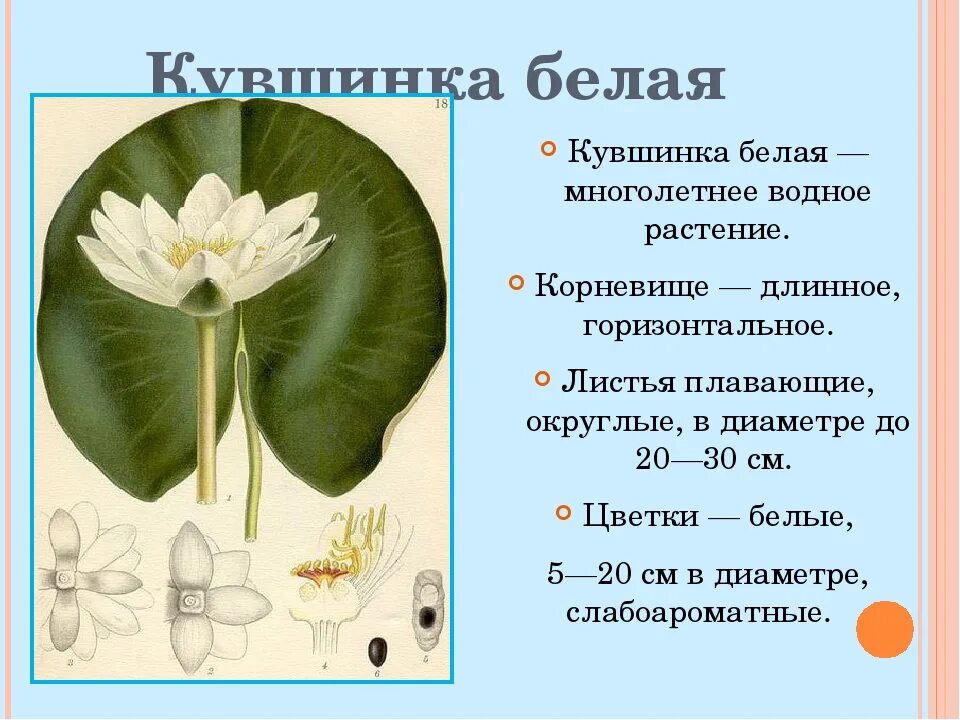 Кувшинка относится к группе. Кувшинка белая водные растения. Кувшинка белая строение с описанием. Белая кувшинка (Nymphaéa Álba).