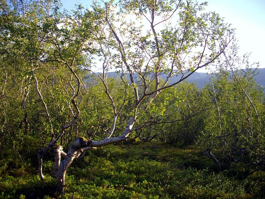 Криволесье. Березовое криволесье. Береза бородавчатая криволесье Бештау. Березовое криволесье в Гренландии. Криволесье Южного Урала.