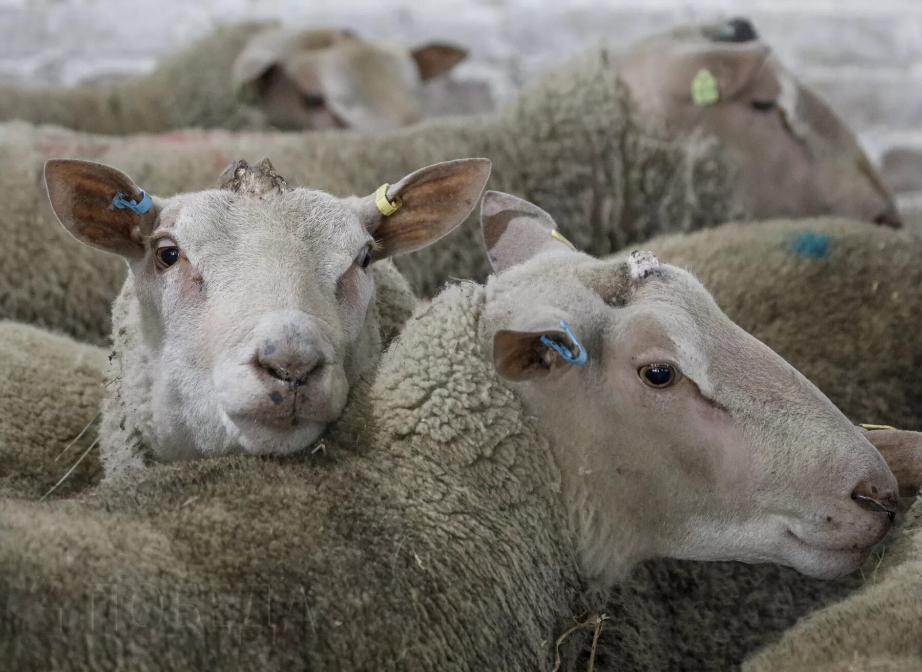Бараны в крае купить. Мериноланд порода овец. Саутдаун порода овец. Овцеводство в Ставропольском крае. Ставропольская порода овец.