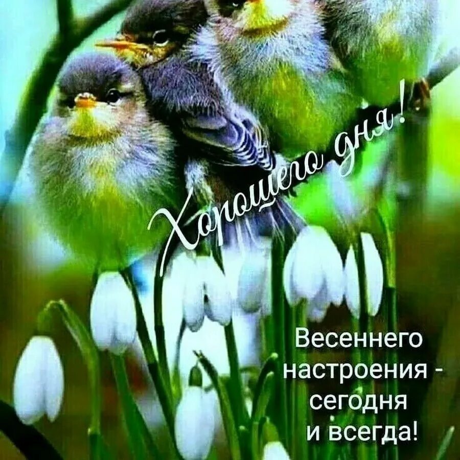 Доброго весеннего дня и хорошего настроения прикольные. Весеннего настроения и хорошего дн. открытки с добрым утром весенние. доброе весеннее утро хорошего дня. весеннего настроения и хорошего дня.