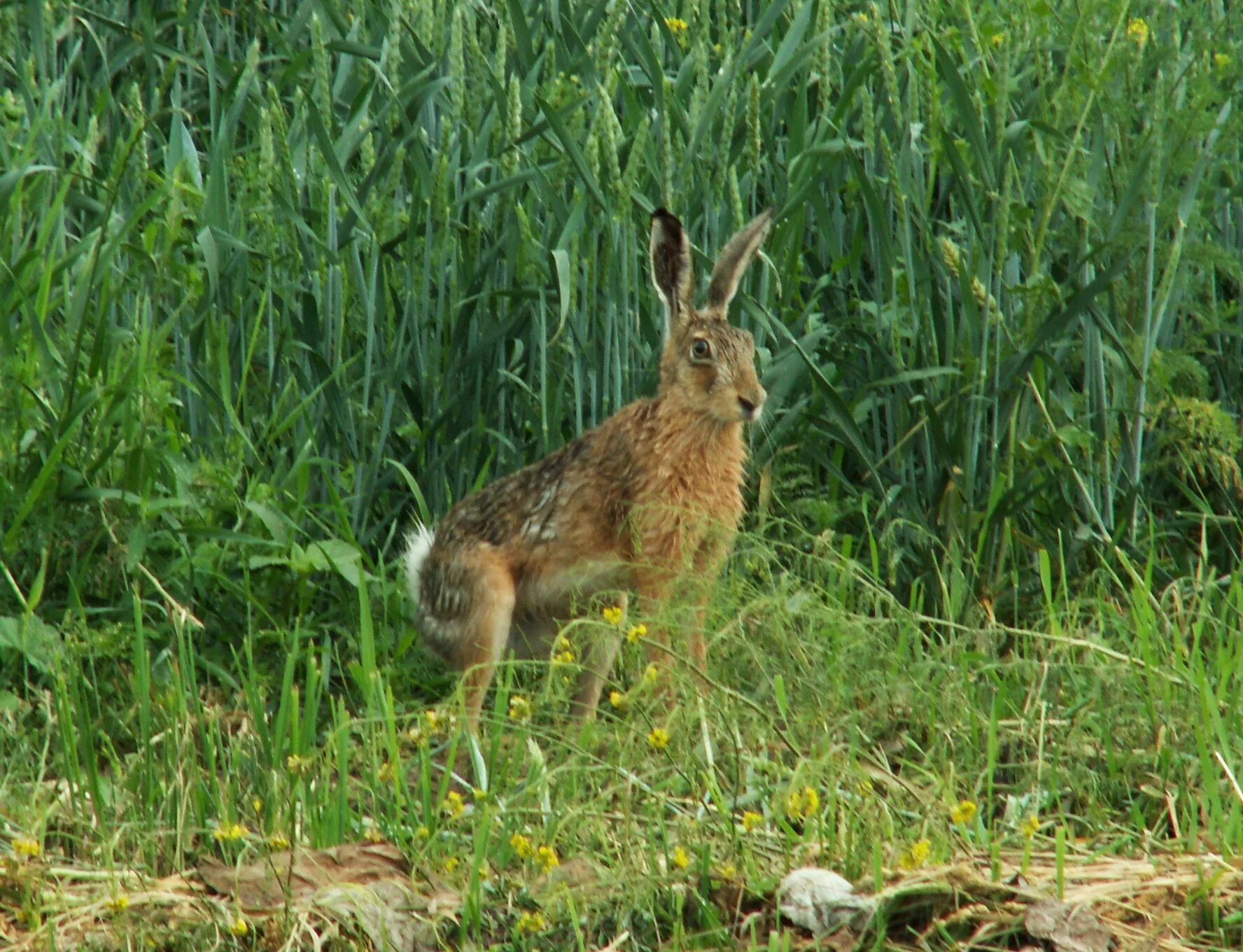 Степной заяц. Зайцы замер. Зайцы замер. Пугливый заяц. Зайцы замер.