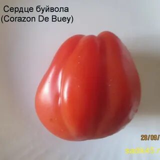 Сорт томата сердце буйвола фото и описание