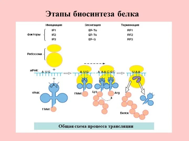 Синтез белка простейших. Схема трансляции белка биохимия. Схема 2 этапа биосинтеза белка в живой клетке. Схема процесса транскрипции Биосинтез белка. Схема второго этапа биосинтеза белка.