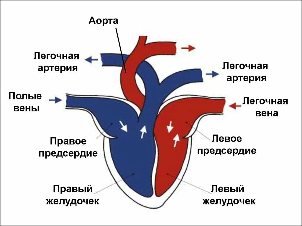 Левое предсердие какие вены