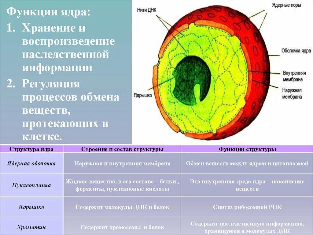 Жизненные функции клеток