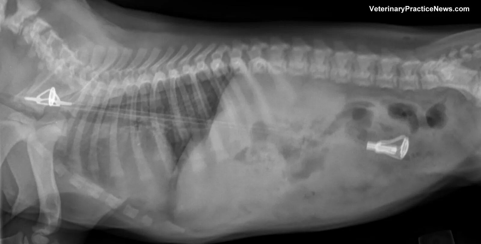 Проглотил большим куском. Рентген собаки инородное тело. Инородный предмет в желудке у собаки. Инородные предметы в желудке у животных. Кости в желудке собаки рентген.