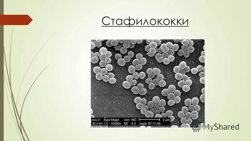 прополис стафилококк