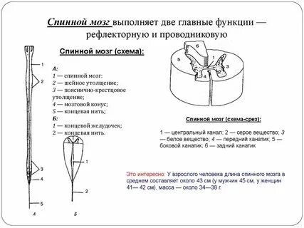 Выполняет рефлекторную и проводниковую функцию мозг