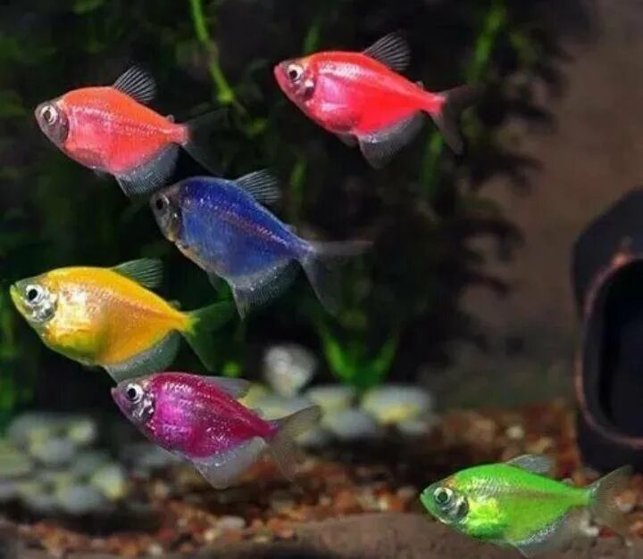School of fish, in school. hehe Colorful fish, Rainbow fish, Parrot fish