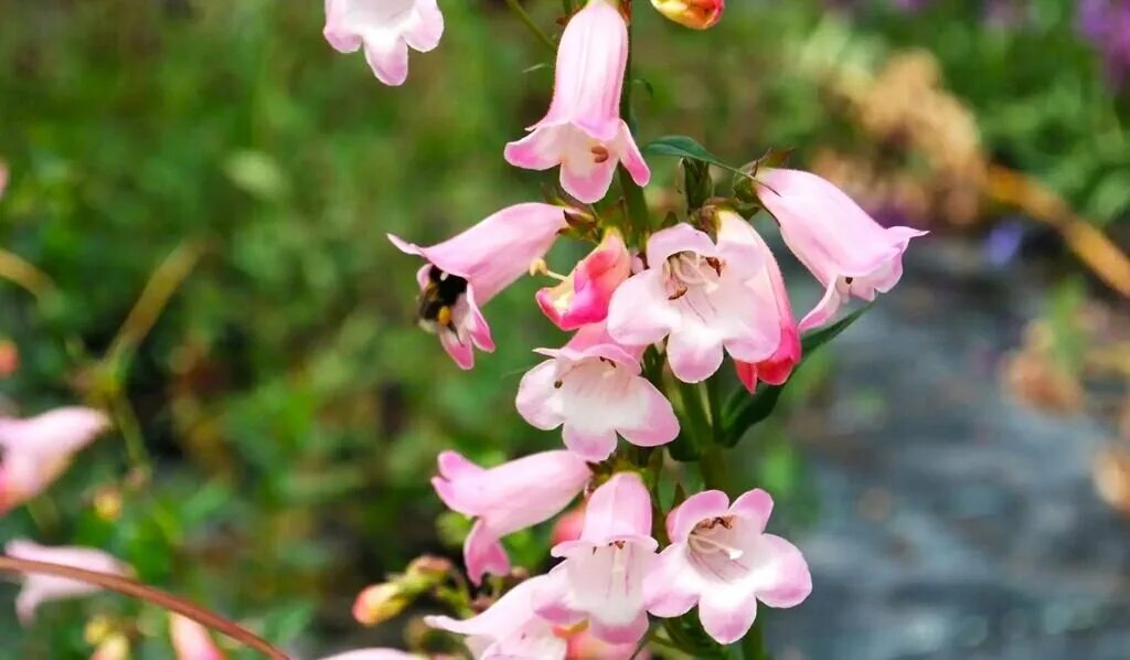 Penstemon The perennial will give you bright colors from May to the end of summe