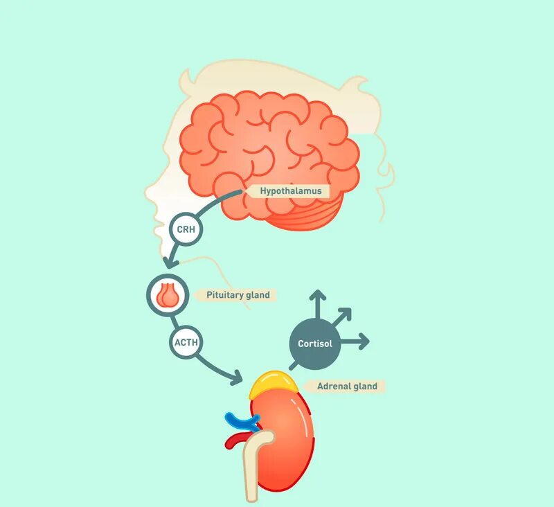 Гормон повышающий стресс. Гормоны надпочечников кортизол. Кортизол гормон стресса. Надпочечники и стресс. Гормоны стресса в надпочечниках.