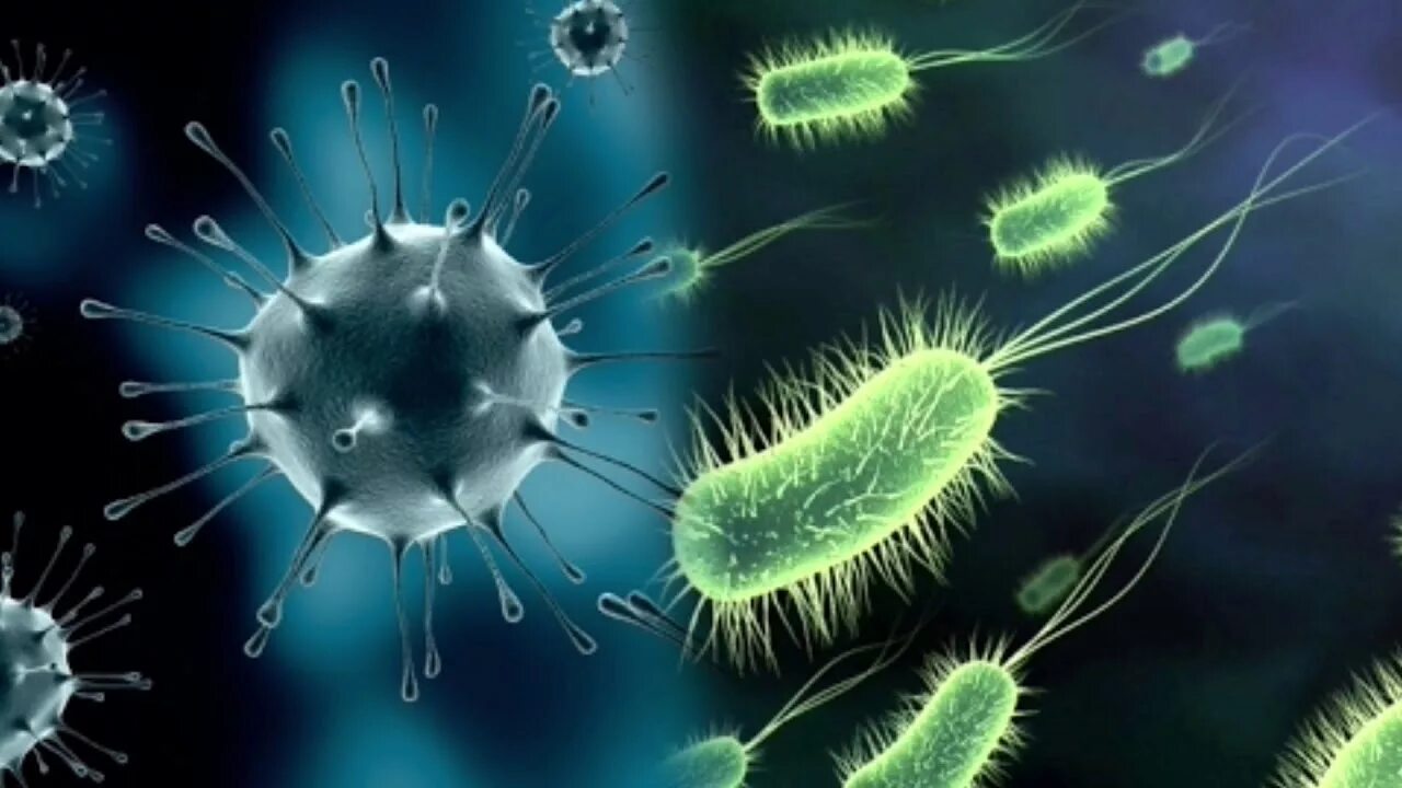 Bdellovibrio bacteriovorus. Хищные бактерии. Микробы хищники.