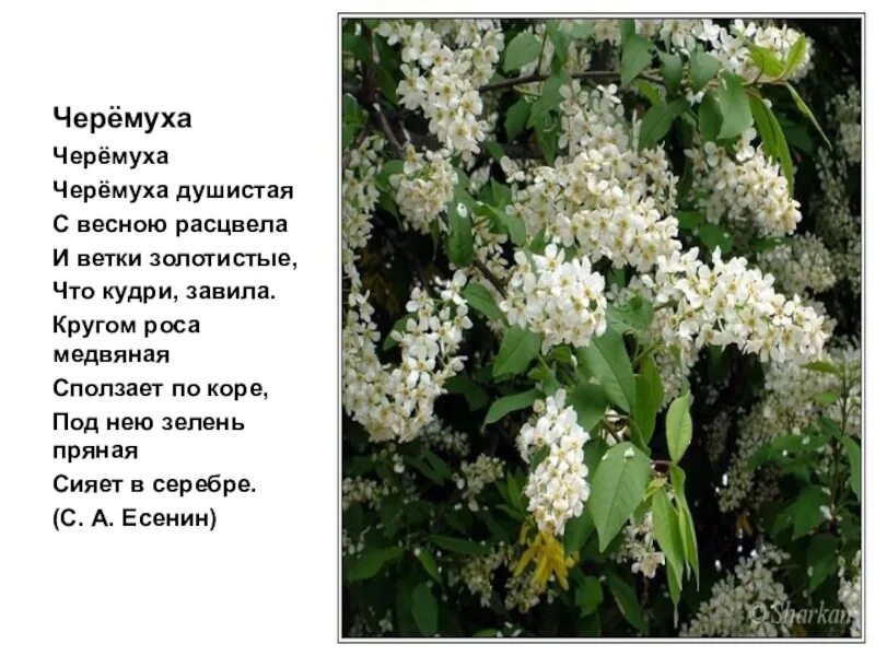 Расцвела черемуха текст. Есенин черёмуха душистая. фет черемуха. стих есенина черемуха душистая. стихотворение есенина черемуха.