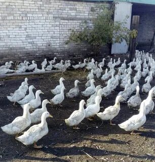 Утки породы черри велли отзывы